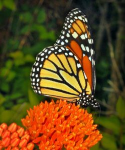 Plant Milkweed for Monarchs Image